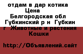 отдам в дар котика › Цена ­ 10 - Белгородская обл., Губкинский р-н, Губкин г. Животные и растения » Кошки   